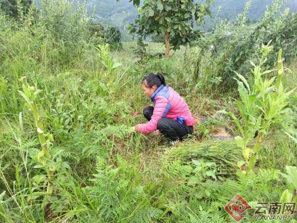 景东彝族自治县初中领导团队引领教育革新篇章