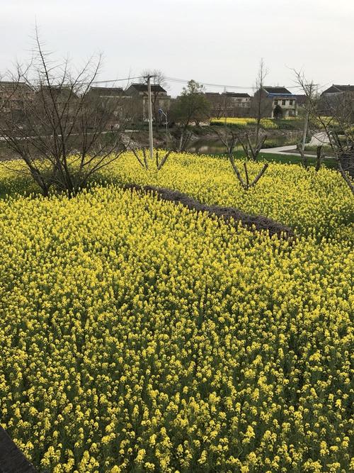 秦灶街道天气预报与气象深度分析