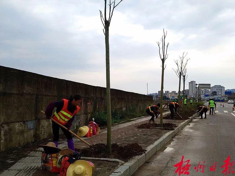 梧州市园林管理局启动新项目重塑城市绿色生态景观