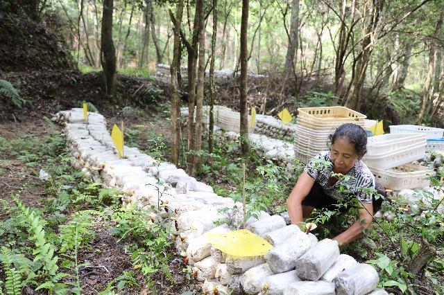 阳光林场最新天气预报概览